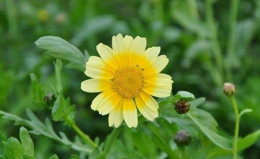 吃茼蒿有什么好處？茼蒿食療方推薦