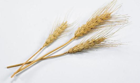 吃燕麥有什么功效？燕麥怎么吃營養？