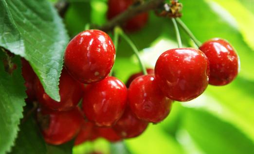 吃櫻桃有什么好處？吃櫻桃別過量