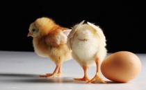 雞內(nèi)金是什么？雞內(nèi)金的功效有哪些？