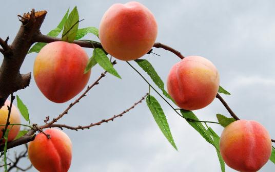 吃點“難吃”的食物也能讓你排毒哦!