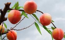 吃點“難吃”的食物也能讓你排毒哦！