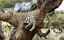 動(dòng)物千奇百怪的睡姿，你知道嗎？