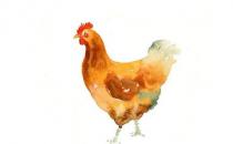 雞身上的什么部位不能吃？最好別吃雞皮！