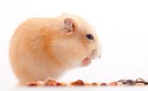 新手飼養(yǎng)倉鼠需要注意哪些地方