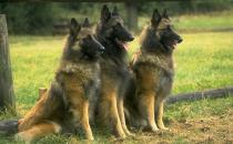 正確訓練狗狗的方法總結