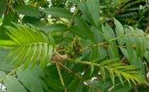 樹如何能產鹽？鹽堿地里的木鹽樹