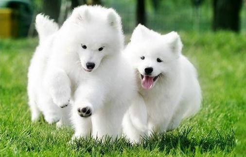 薩摩耶正常情況下多長(zhǎng)時(shí)間洗一次澡好?