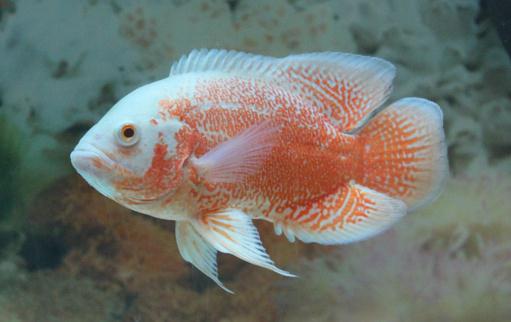 如何挑選好的地圖魚 有什么方法技巧?