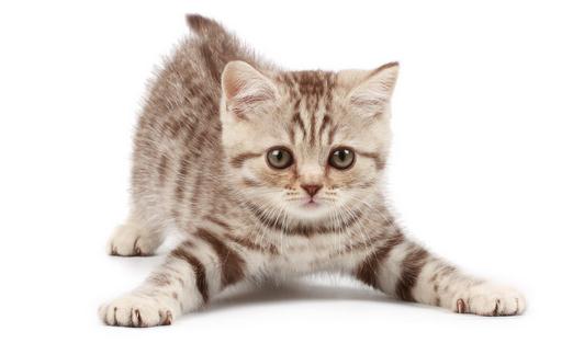 為何夏天熱貓咪不愛吃飯?