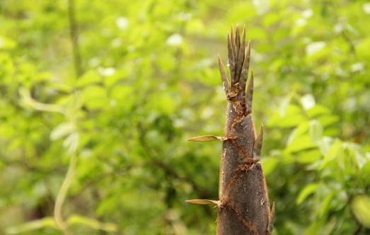 春筍有什么營(yíng)養(yǎng)價(jià)值？吃春筍需要注意什么？