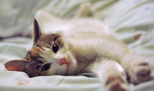 如何照顧好懷孕的貓咪