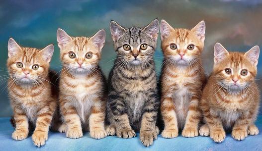 新生小貓需關注這四大殺手