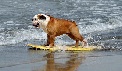 主人幫狗狗洗澡需做好哪些準(zhǔn)備