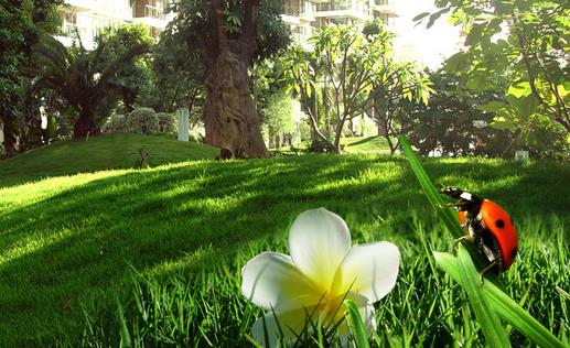 給草坪“進(jìn)補(bǔ)”有什么技巧