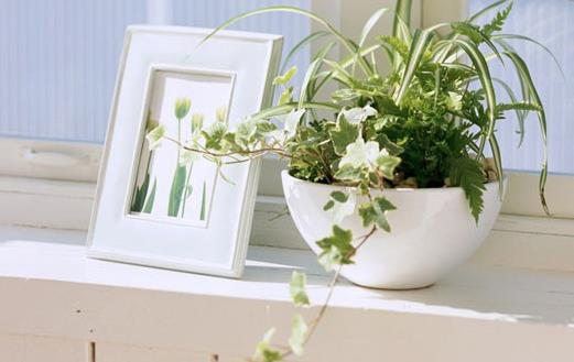 室內(nèi)養(yǎng)花有哪些注意事項(xiàng)