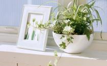 室內養花有哪些注意事項