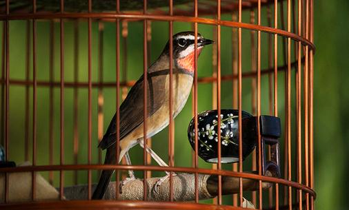 籠養(yǎng)鳥應(yīng)注意哪些洗浴方法