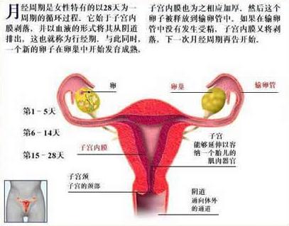 月經周期