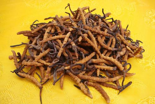 冬蟲夏草有什么功效？怎么吃效果最好？