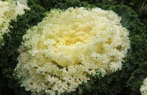 甘藍的營養(yǎng)好比高麗參