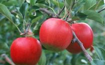 患有這些疾病的人吃蘋果會(huì)加重病情！