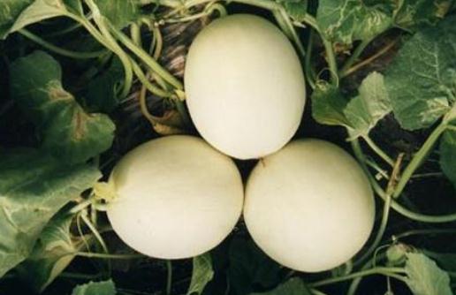 什么瓜類是孕婦可以吃的？