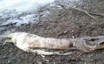 英國(guó)湖邊驚現(xiàn)水怪尸體