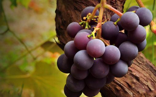 準媽媽吃葡萄到底是好還是壞?