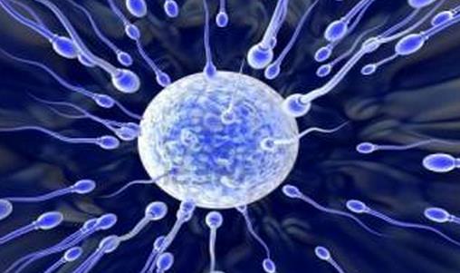 影響男性精子質(zhì)量的食物和習慣