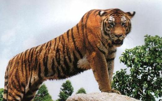 屬虎的人的婚姻與命運