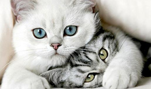 為什么貓沒成為十二生肖之一