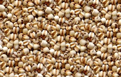 薏仁米有什么功效？薏仁米不宜過量食用