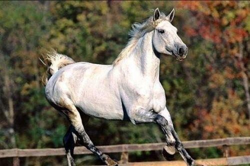 最純正的汗血寶馬,價值上千萬美元