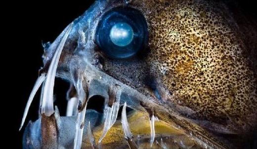 盤點5大恐怖的海洋怪物