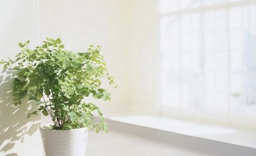 空氣清新劑有什么危害？污染環境