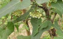 吃什么能夠補血防掉發？