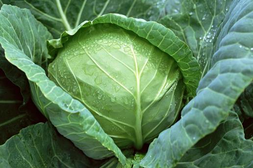 為什么會得健忘癥？增強記憶力的食物有哪些？