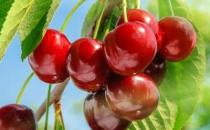 櫻桃潤唇 水果的神奇養顏功效