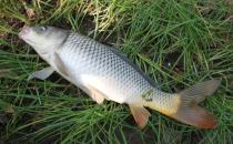 飯桌上最常吃的6種魚 哪種最營養