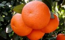 吃哪些食物有助于前列腺癌預(yù)防