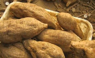 女性最適合的養生藥膳