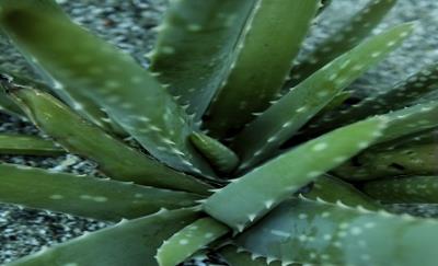 祛痘不留痕：祛痘印有竅門(mén)