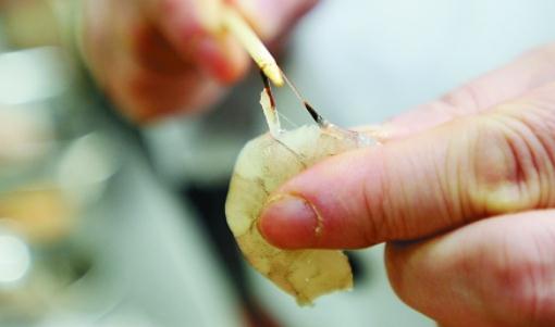 做蝦怎么去除蝦線？利用牙簽去蝦線