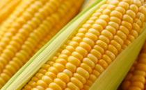 吃什么健脾養胃？4大保護脾胃健康的黃色食物