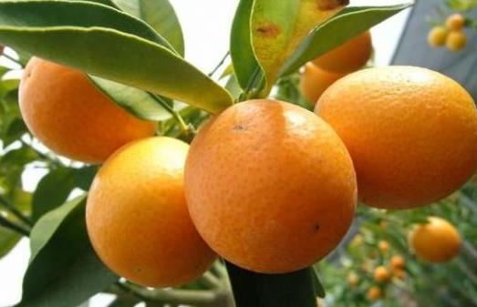 吃什么會導(dǎo)致口臭?去口臭的12種食物