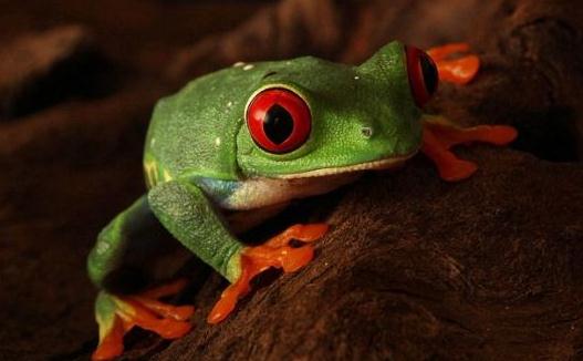 世界10大最致命生物，你認識嗎？