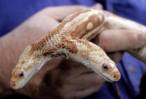 雙頭蛇驚現南京，經常自己互相廝咬