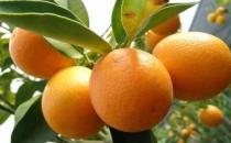 吃什么會導(dǎo)致口臭？去口臭的12種食物