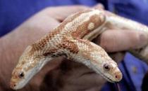 雙頭蛇驚現南京，經常自己互相廝咬